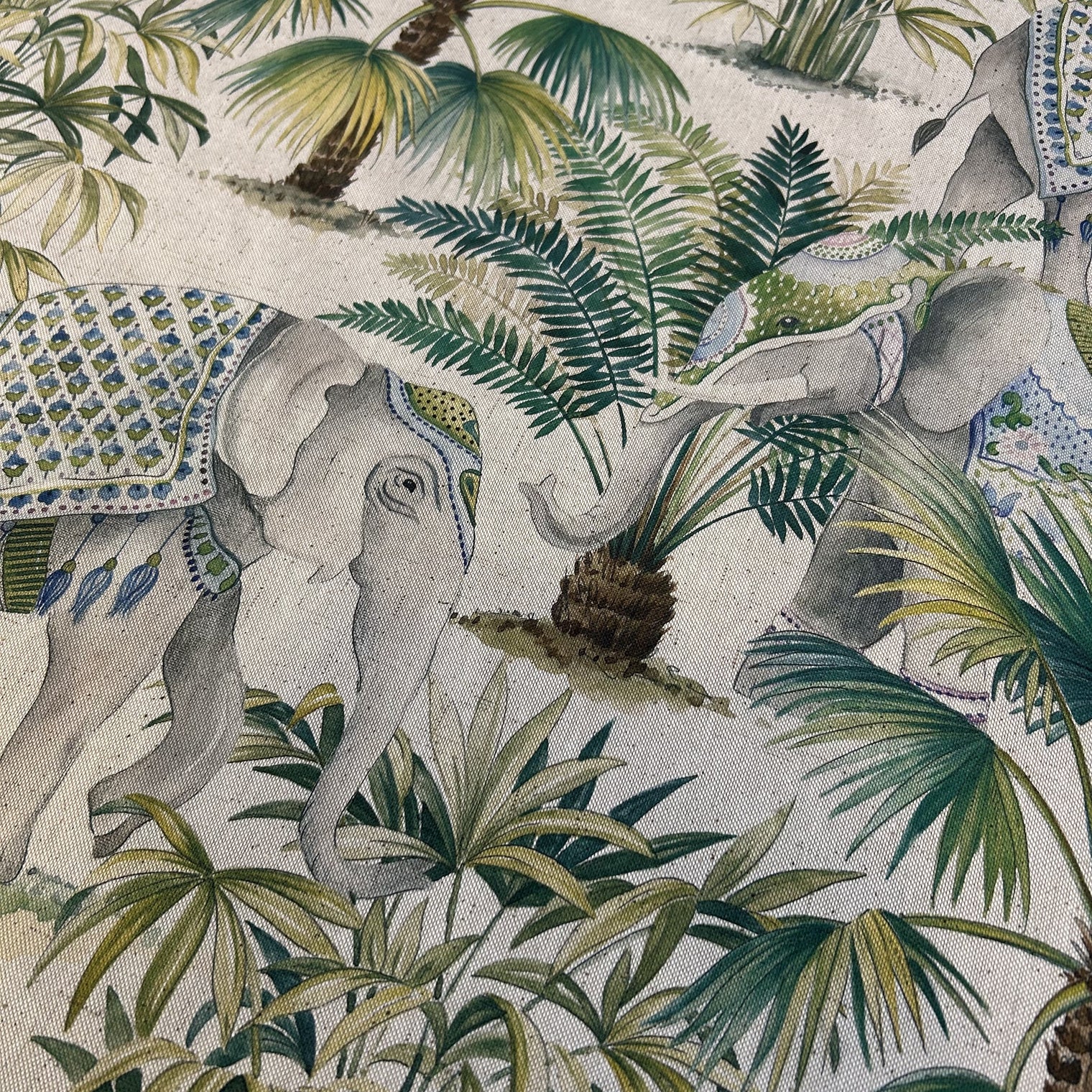 ELEPHANT PALM Not specified