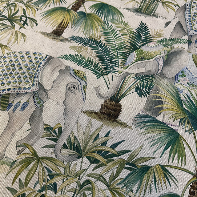 ELEPHANT PALM Not specified