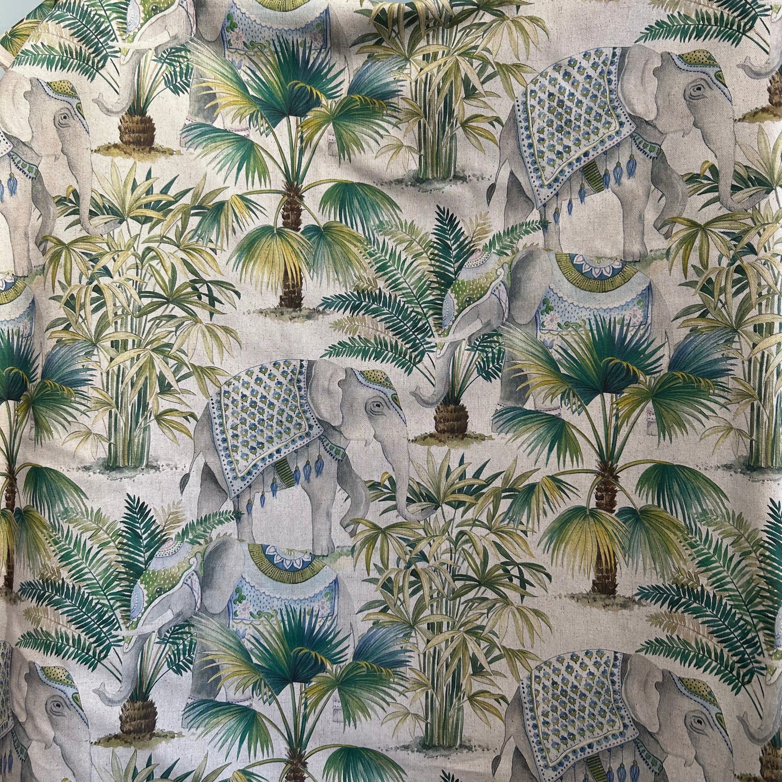 ELEPHANT PALM Not specified