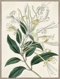 ART - Flourishing Foliage Not specified