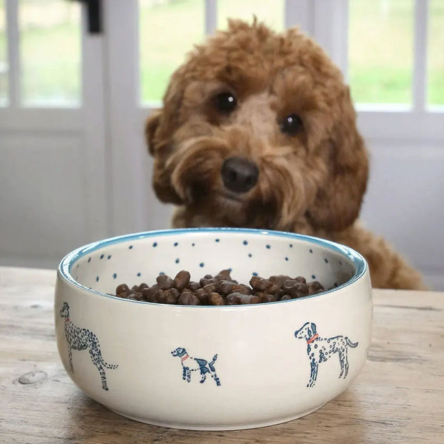 Pet accessories dog bowl